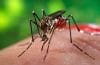 Virusul West Nile