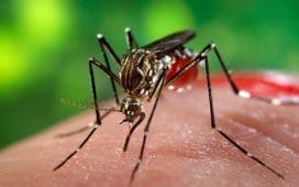 Virusul West Nile