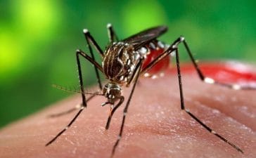Virusul West Nile