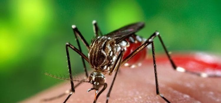 Virusul West Nile detectat pentru prima dată în țânțari din Marea Britanie 4 Virusul West Nile