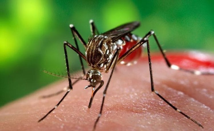 Virusul West Nile