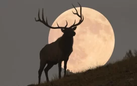 Lună Plină în iulie