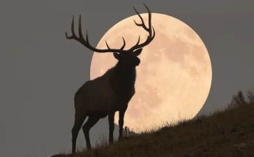 Lună Plină în iulie