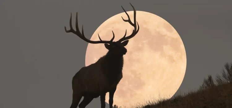 Lună Plină în iulie 2025: „Buck Moon” luminează cerul României 10 Lună Plină în iulie