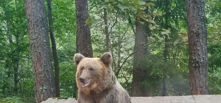 Motociclist ucis de o ursoaică